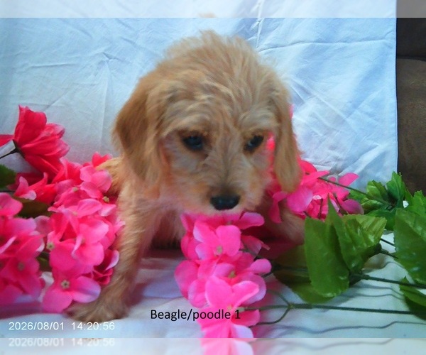 Medium Photo #2 Poogle Puppy For Sale in GREENWOOD, DE, USA