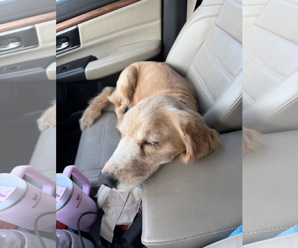 Medium Photo #4 Mutt Puppy For Sale in Bonita Springs, FL, USA