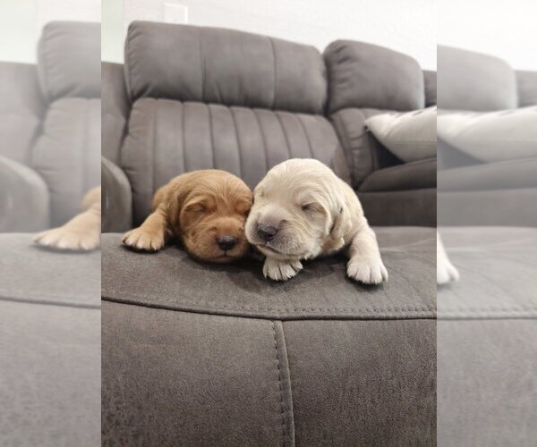 Medium Photo #1 Golden Retriever Puppy For Sale in SACRAMENTO, CA, USA