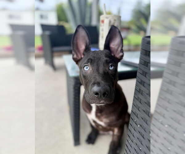 Medium Photo #2 German Shepherd Dog-Siberian Husky Mix Puppy For Sale in Long Beach, CA, USA