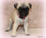Small Photo #37 Pug Puppy For Sale in WINNSBORO, TX, USA