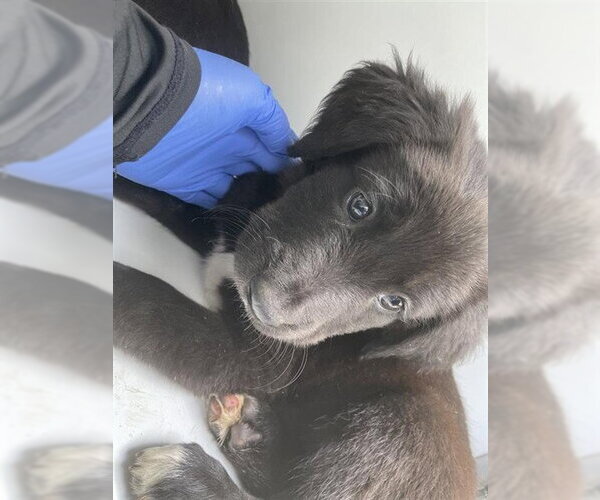 Medium Photo #1 Border Collie-Unknown Mix Puppy For Sale in Houston, TX, USA