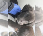 A663812 - Female Border Collie-Unknown Mix Dog for Adoption - Small photo