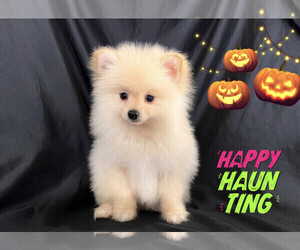 Pomeranian Puppy for sale in SAN FRANCISCO, CA, USA