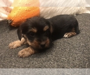 Yorkshire Terrier Puppy for sale in MOUNT CARMEL, PA, USA