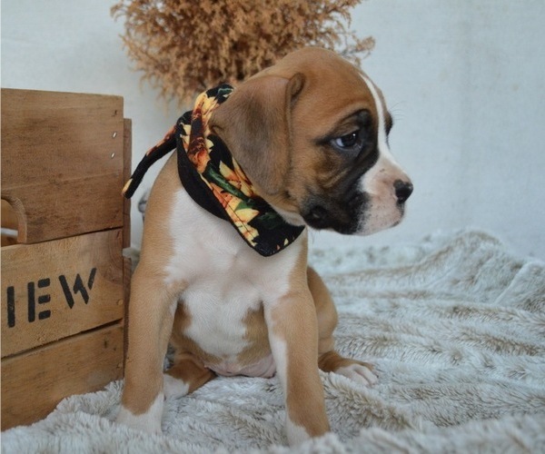 Medium Photo #6 Boxer Puppy For Sale in HONEY BROOK, PA, USA