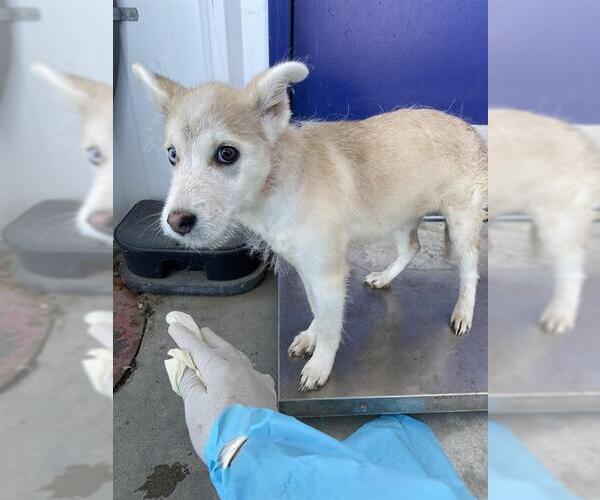 Medium Photo #1 Siberian Husky-Unknown Mix Puppy For Sale in Bakersfield, CA, USA