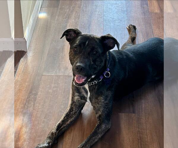 Medium Photo #8 Mutt Puppy For Sale in Woodbury, NY, USA