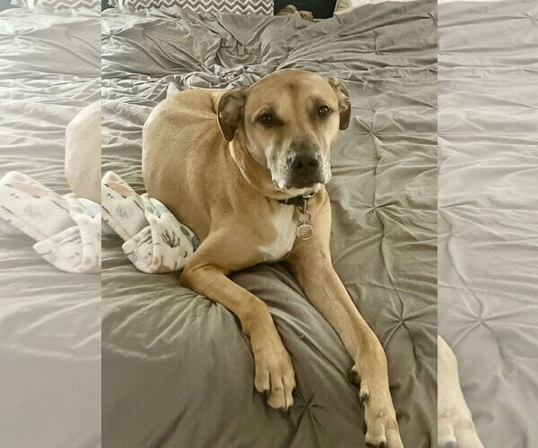 Medium Photo #3 German Shepherd Dog-Great Dane Mix Puppy For Sale in Dallas, TX, USA