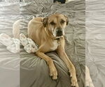 Small #2 German Shepherd Dog-Great Dane Mix