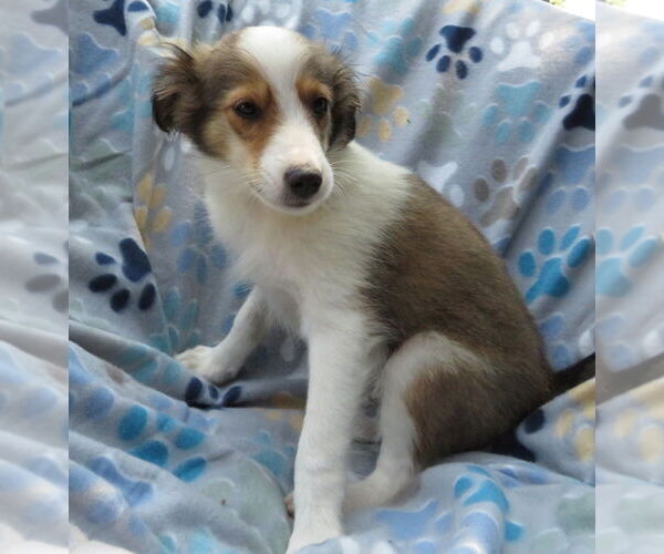Medium Photo #1 Mutt Puppy For Sale in Grovertown, IN, USA