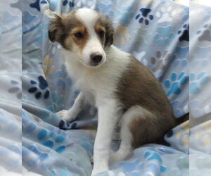Mutt Dogs for adoption in Grovertown, IN, USA