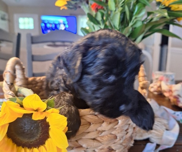 Medium Photo #32 Goldendoodle Puppy For Sale in LOUISA, VA, USA