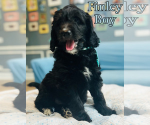 Bernedoodle (Miniature) Puppy for sale in SHERMAN, IL, USA