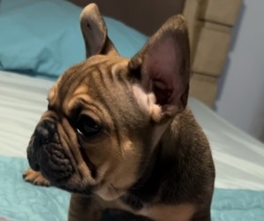 French Bulldog Puppy for sale in CAPE CANAVERAL, FL, USA