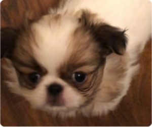 Japanese Chin Puppy for Sale in ROLAND, Arkansas USA