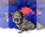 Small Photo #15 French Bulldog Puppy For Sale in MIMS, FL, USA