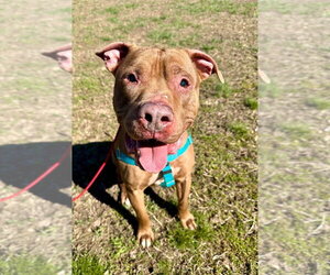 Browny - Male American Staffordshire Terrier Dog for Adoption - Photo #3