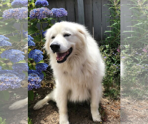 Medium Photo #4 Great Pyrenees Puppy For Sale in Spring, TX, USA