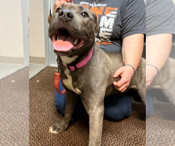 Medium Photo #2 Mutt Puppy For Sale in La Porte, IN, USA