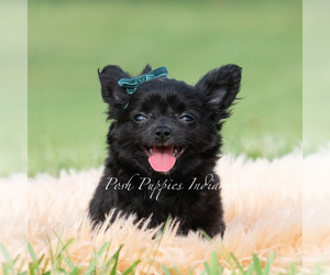 Medium Chihuahua