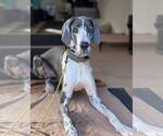 Small #3 Great Dane