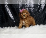 Puppy Liberty AKC Poodle (Miniature)