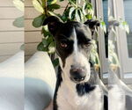 Small #2 Border Collie Mix