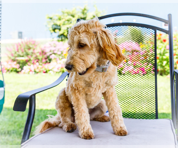 Medium Photo #4 Goldendoodle-Poodle (Miniature) Mix Puppy For Sale in WAKARUSA, IN, USA