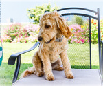 Small #3 Goldendoodle-Poodle (Miniature) Mix