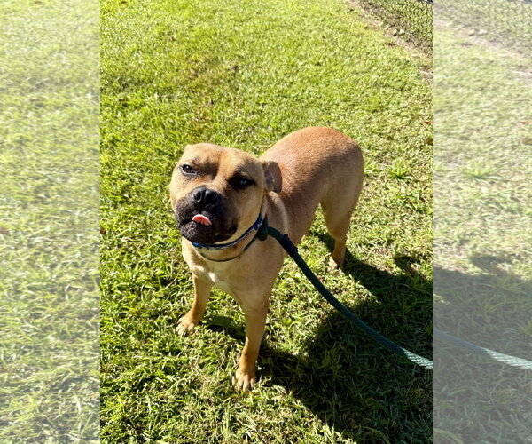 Medium Photo #3 Mutt Puppy For Sale in Hilton Head, SC, USA