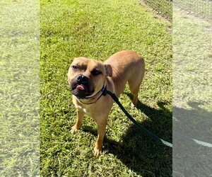 Pepsi - Male Mutt Dog for Adoption - Photo #3
