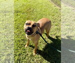 Small Photo #3 Mutt Puppy For Sale in Hilton Head, SC, USA