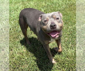 American Staffordshire Terrier Dogs for adoption in Virginia Beach, VA, USA
