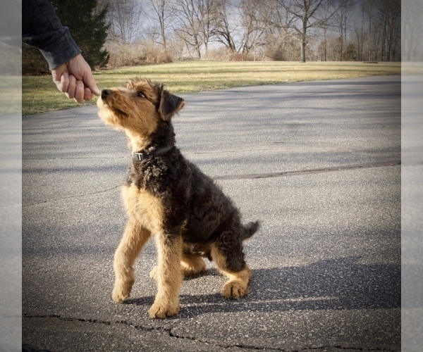 Medium Photo #3 Airedale Terrier Puppy For Sale in LAMBERTVILLE, NJ, USA
