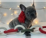 Small Photo #10 French Bulldog Puppy For Sale in FLEMING ISLAND, FL, USA