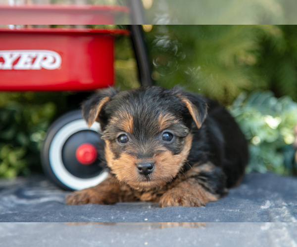 Medium Photo #10 Yorkshire Terrier Puppy For Sale in KIRKWOOD, PA, USA