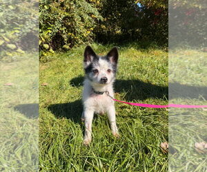 Chihuahua-Unknown Mix Dogs for adoption in Muskegon, MI, USA