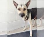 CLARISSA - Female German Shepherd Dog Dog for Adoption - Small photo