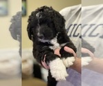 Small Photo #23 Bernedoodle Puppy For Sale in CANTON, MI, USA