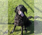 Small #2 Retriever  Mix