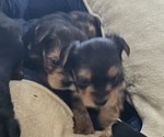 Small #2 Yorkshire Terrier