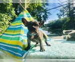 Small Photo #8 French Bulldog Puppy For Sale in CRANSTON, RI, USA