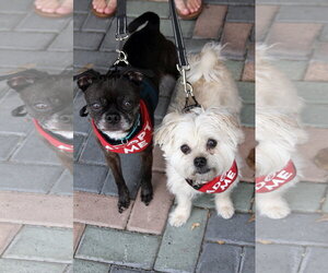 Luna - Female Buggs Dog for Adoption - Photo #6