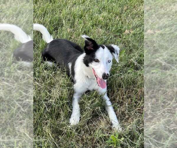 Medium Photo #25 Border Collie Puppy For Sale in Highland, IL, USA