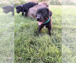 Small #2 Cane Corso-Doberman Pinscher Mix
