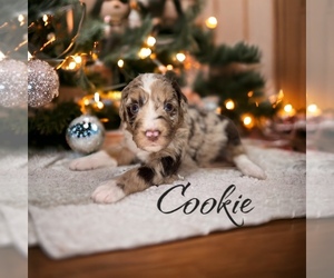 Aussiedoodle Puppy for Sale in BRANDON, Florida USA