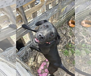 Bella *Help! I need a foster home!* - Female Labrador Retriever-Unknown Mix Dog for Adoption - Photo #2