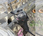 Small Photo #2 Labrador Retriever-Unknown Mix Puppy For Sale in Crystal, MN, USA