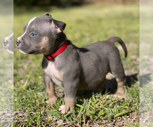 American Bully Puppy for sale in PORTERVILLE, CA, USA